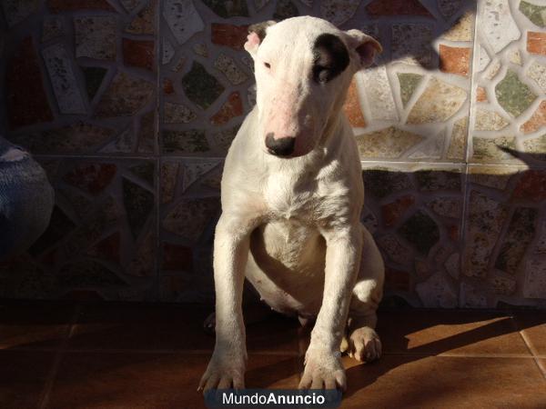 SE RE GALA HEMBRA BULL TERRIER CON 3 ANOS