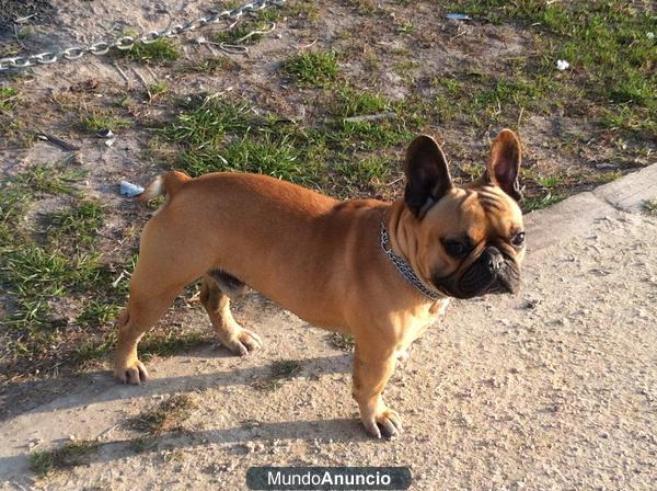 SE VENDEN BULLDOG FRANCES
