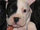 SE VENDEN CACHORROS STAFFORDSHIRE BULL TERRIER - mejor precio | unprecio.es