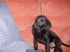 ultimo cachorro  de labrador - mejor precio | unprecio.es