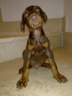 Ultimos cachorros Dobermann de pura raza - mejor precio | unprecio.es