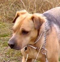 Adopten a Bruno!!