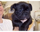 bulldog frances - mejor precio | unprecio.es