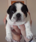 Camada bulldog frances - mejor precio | unprecio.es