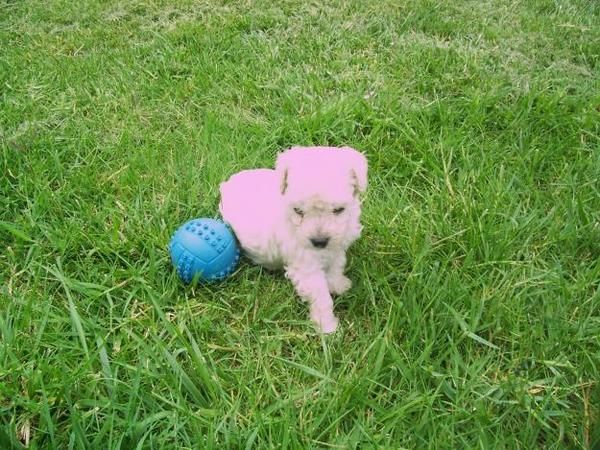 CANICHE TOY A  400 EUROS PRECIOSOS