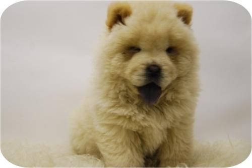 chow chow de calidad_hembras y machos disponibles para entregar con chip, pedegree... (fotos actuales)***