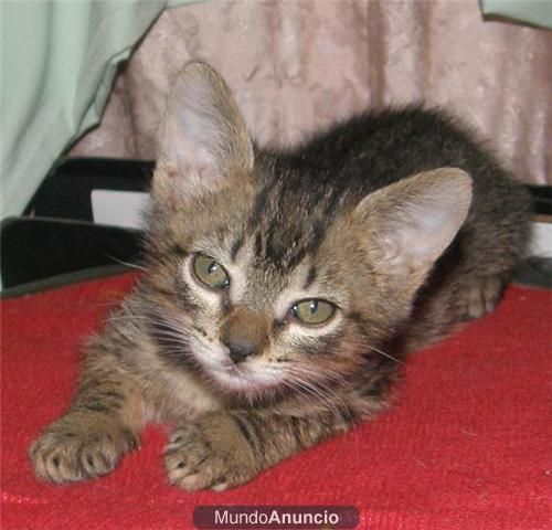 Gatitos cachorros en adopción