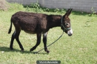 Precioso burro por 300 euros - mejor precio | unprecio.es