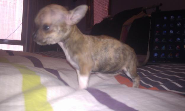 se venden chihuahuas toy enanos