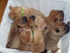 shar-pei camada - mejor precio | unprecio.es