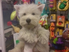WESTHIGLAND WHITE TERRIER, perros, cachorros, criadero, venta.  Rústico, vivaz, valiente, muy independiente y testarudo, - mejor precio | unprecio.es
