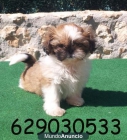 Shih-tzu, garantía, pedigree y calidad por 280€ - mejor precio | unprecio.es