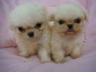 2 cachorros maltés disponible. - mejor precio | unprecio.es