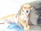 Apu,cachorrito 3 meses q se puede quedar ciego,ADOPCION O ACOJIDA - mejor precio | unprecio.es