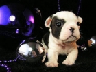 BULLDOG FRANCES 150 - mejor precio | unprecio.es