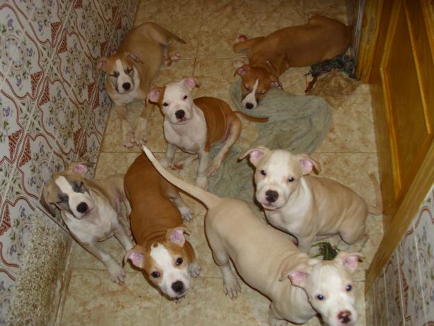 cachorras de american staffordshire terrier