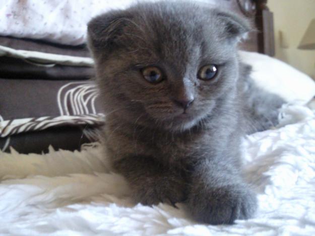 GATITAS SCOTTISH FOLD Y HIGHLAND FOLD