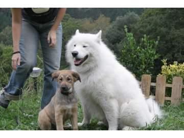 Samoyedo oso de raza busca novia