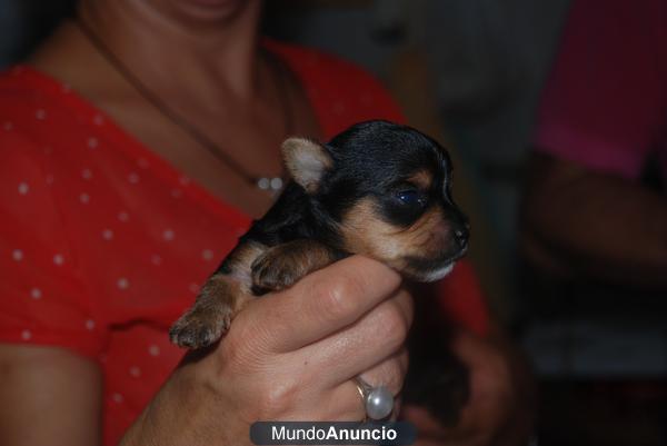 Se vende cachorro yorkshire