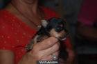 Se vende cachorro yorkshire - mejor precio | unprecio.es