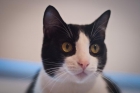 Adopta a  Joe que te esta esperando en Madrid Felina - mejor precio | unprecio.es