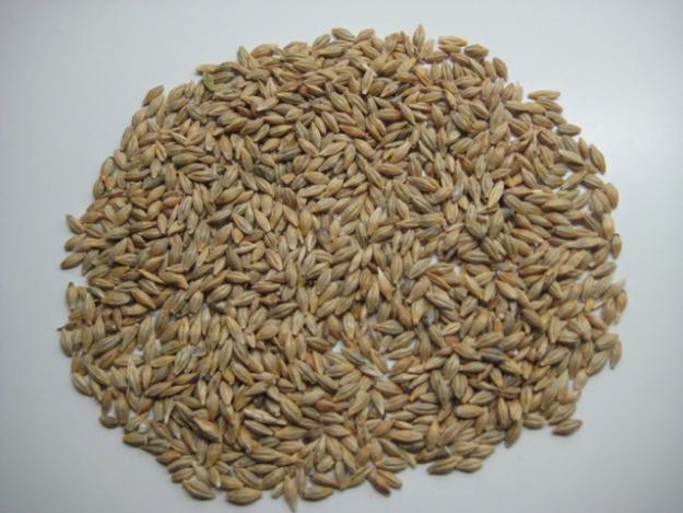 Bolsa de cebada 4 Kg. para conejos, cobayas y otros roedores.