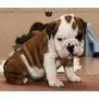 Bulldog Inglés cachorros - mejor precio | unprecio.es