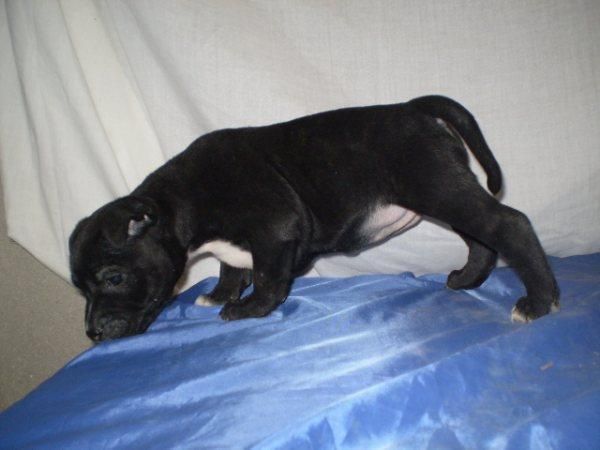 CACHORROS DE STAFFORSHIRE BULLTERRIER