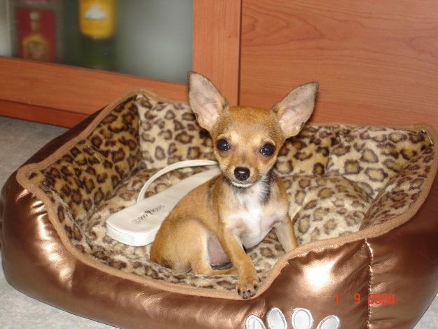 CHIHUAHUA MINIATURA