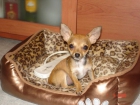 CHIHUAHUA MINIATURA - mejor precio | unprecio.es