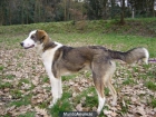Cruce boder collie - mejor precio | unprecio.es
