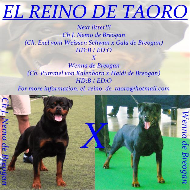 Excelente camada de Rottweiler