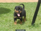 EXCEPCIONALES CACHORROS ROTTWEILER - mejor precio | unprecio.es