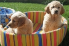 Golden Retriever, ¡tu cachorro!. - Castellón - mejor precio | unprecio.es