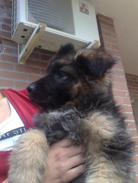PARA TU PERRO