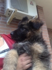 PARA TU PERRO - mejor precio | unprecio.es