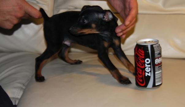 Pinscher muy mini