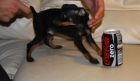 Pinscher muy mini - mejor precio | unprecio.es