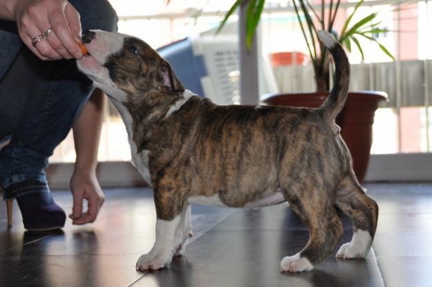 se vende excelente bull terrier