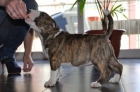 se vende excelente bull terrier - mejor precio | unprecio.es