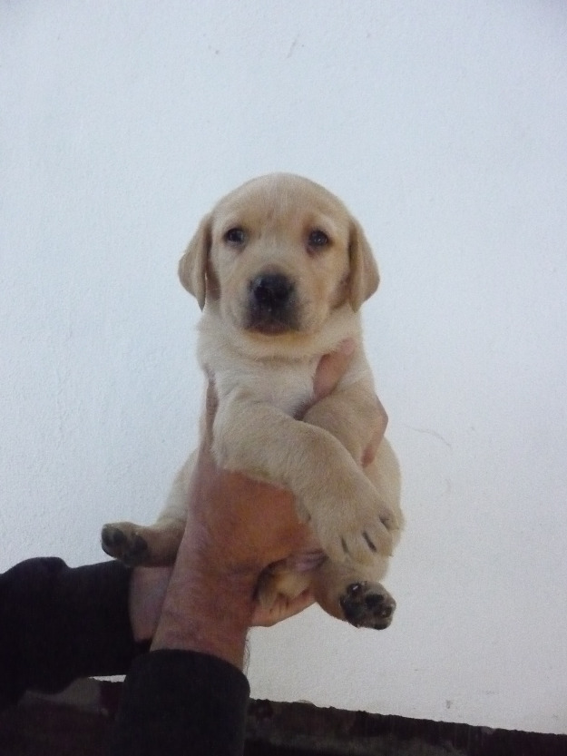 Se venden cachorros de labrador