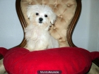 BICHON MLATES...ALEGRES Y ENCANTADORES - mejor precio | unprecio.es