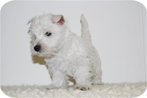 Cachorritos de Westy con 2 meses y de excelente calidad.