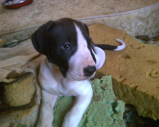 Cachorro de dogo aleman