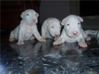 Cachorros Bud Terrier - mejor precio | unprecio.es