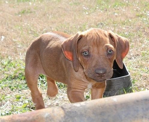 Cachorros Rhodesian Ridgeback