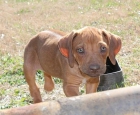 Cachorros Rhodesian Ridgeback - mejor precio | unprecio.es