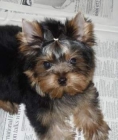 Cachorros Yorkshire Terrier de Silvecan - mejor precio | unprecio.es