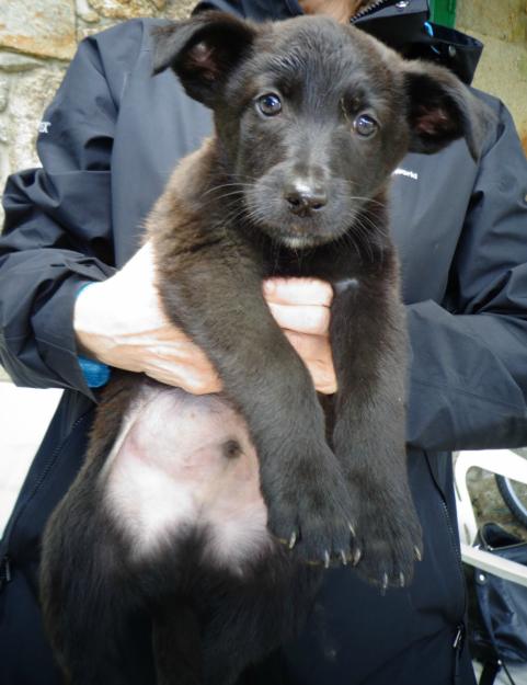 Cans cachorritos gratis regalamos perritos