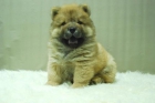 CHOW CHOW DE CALIDAD CACHORROS EN COLOR BLANCO Y ROJOS - mejor precio | unprecio.es